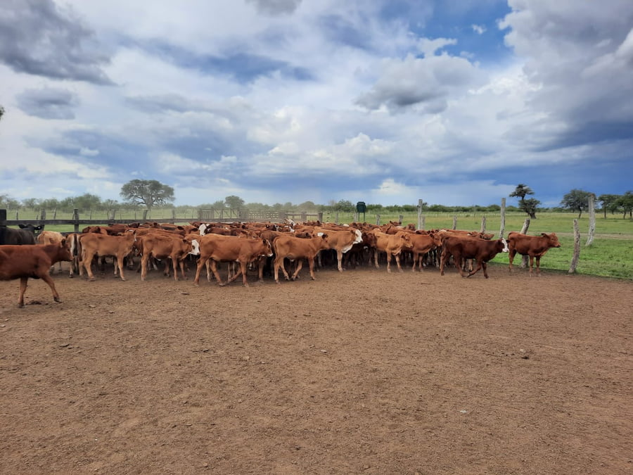 Lote SAENZ VALIENTE, BULLRICH Y Cia. S.A.