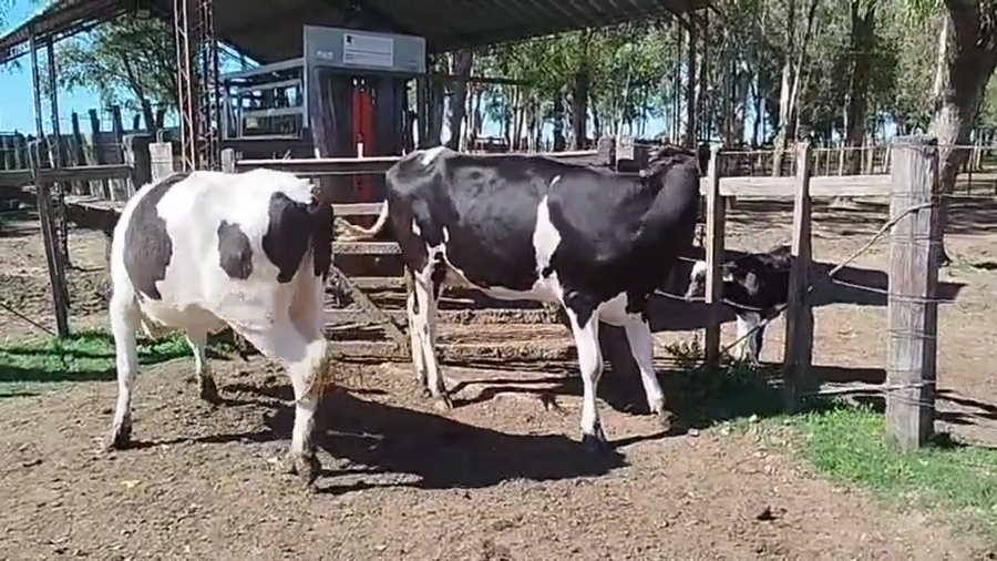 Lote 2 Vaquillonas  a remate en Pantalla Camy 450kg - , San José