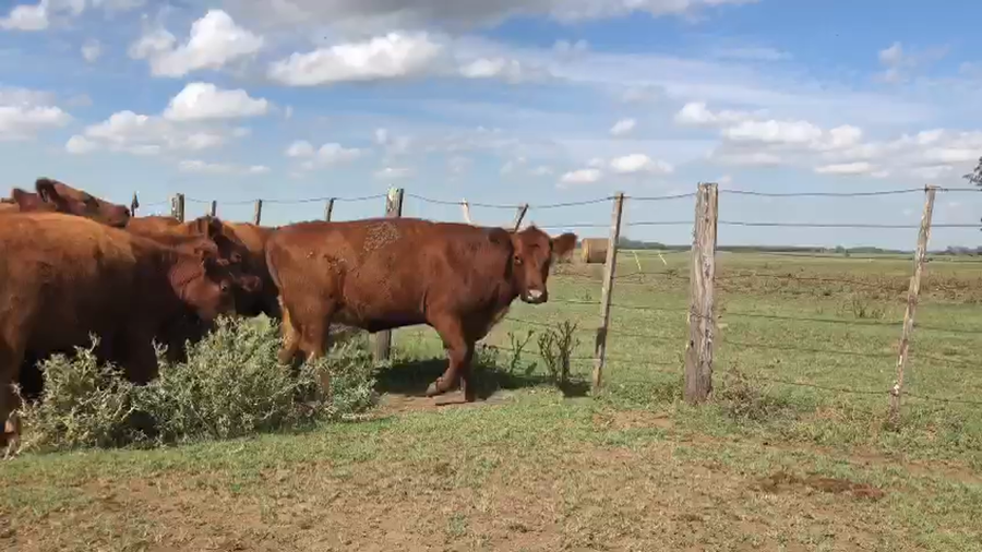 Lote 35 Vaquillonas C/ gtia de preñez en Mercedes, Buenos Aires