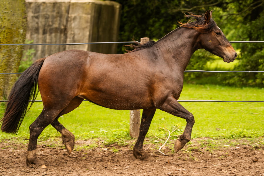 Lote CARRETA HORMIGA