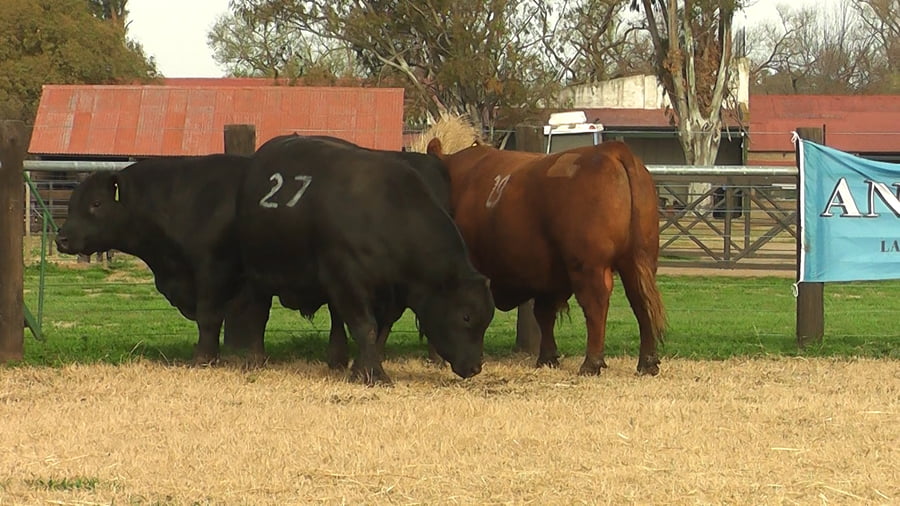 Lote TOROS ANGUS PC