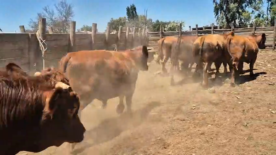 Lote 45 Novillo Gordo en Pelarco, VII  Región Maule