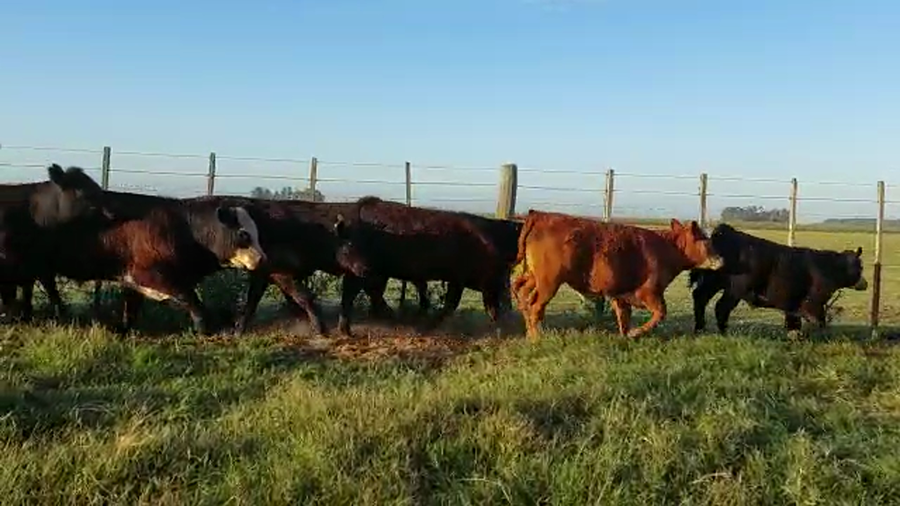 Lote 25 Terneros en Rauch, Buenos Aires