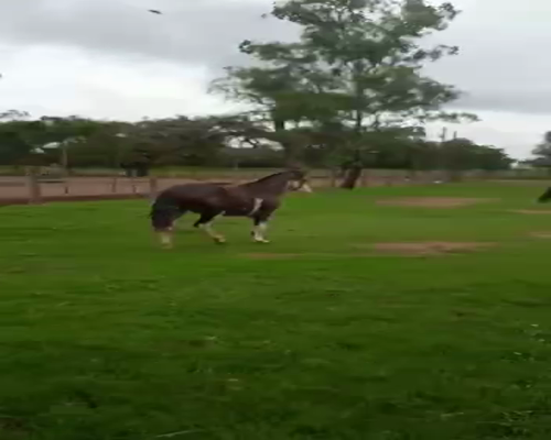 Lote 6 POTRANCAS OVERAS NEGRAS P.P. DE 3 AÑOS CON SERVICIO, CRIOLLAS PURAS, EN JUAREZ CELLMAN CORDOBA.