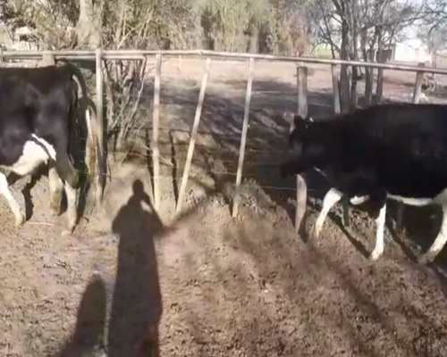 Lote (Vendido)3 Vaquillonas  holando a remate en 1º Remate Virtual 480kg -  en sauce chico