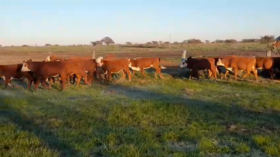 Lote 130 Terneros