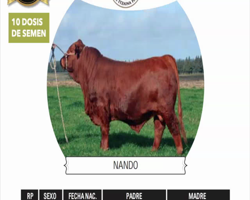 Lote (10 dosis) NANDO