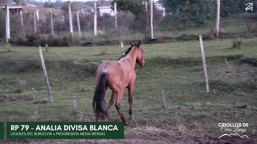 Lote Analia Divisa Blanca