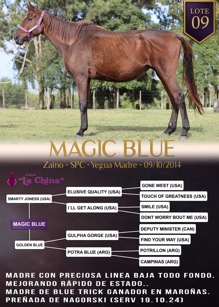 Lote MAGIC BLUE