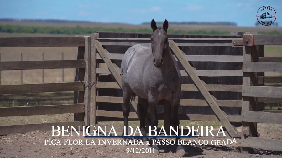 Lote Benignada Bandeira