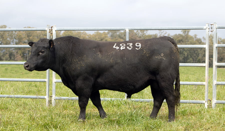 Lote ABERDEEN ANGUS SA - Angus NEGROS