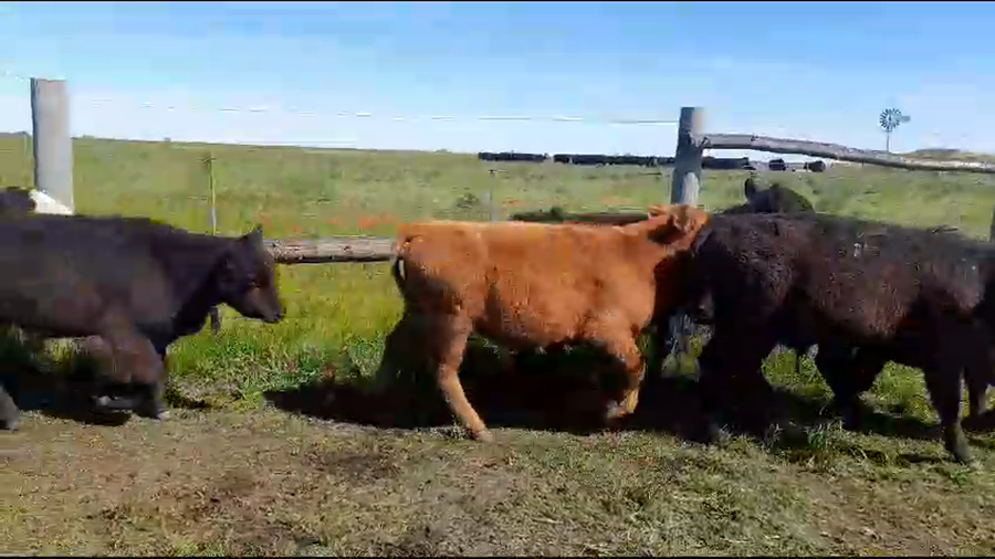 Lote 21 Terneros/as en Ayacucho, Buenos Aires