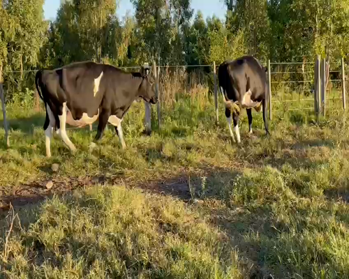 Lote (Vendido)2 Vaca HOLANDO a remate en Entre Martillos en CARRETA QUEMADA