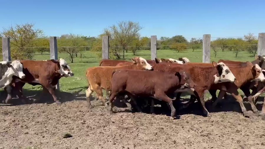 Lote 202 Terneras en Corrientes, Mercedes