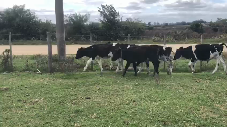 Lote 6 Terneros Holando a remate en Pantalla Camy, San José