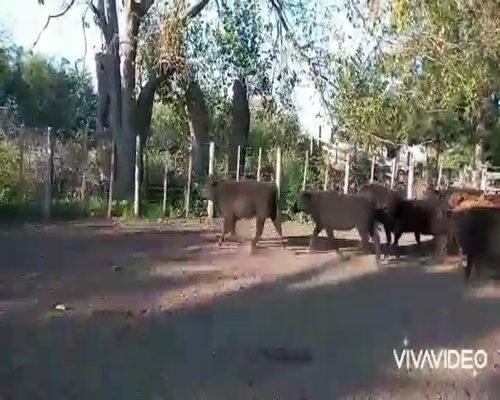 Lote 62 Terneros/as en Gral. Paz, Buenos Aires