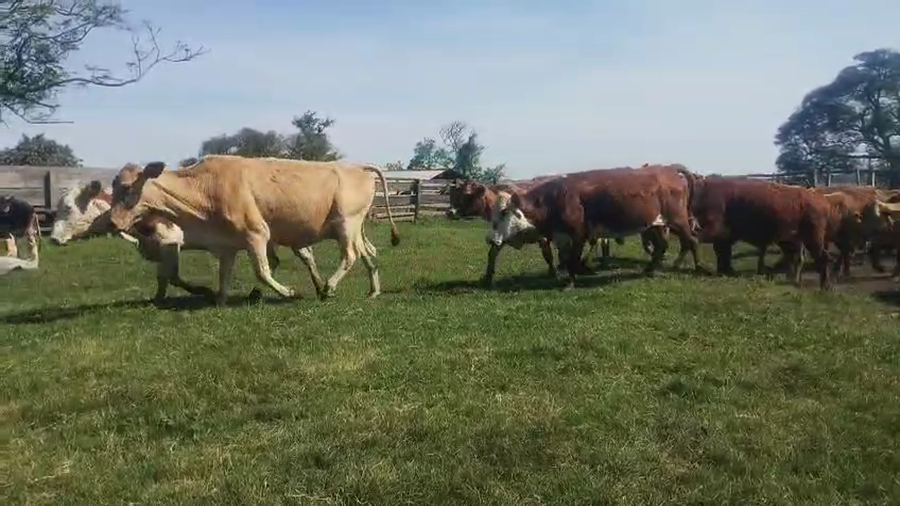 Lote 23 Vacas CUT preñadas