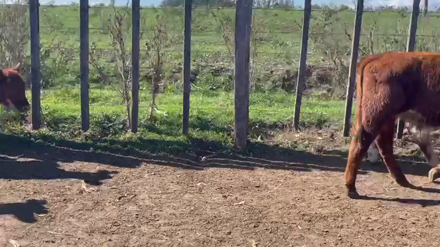 Lote 24 Terneros Hereford