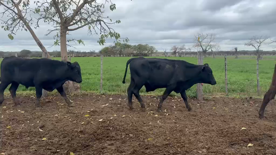 Lote 50 Novillitos en Santa Fe, Esperanza