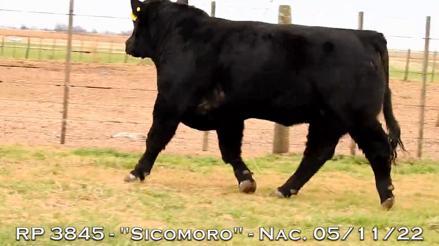 Lote TOROS PUROS DE PEDIGREE