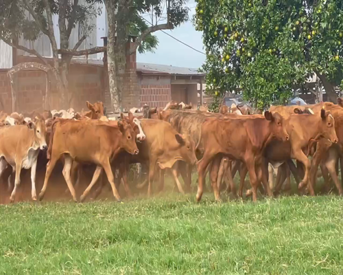 Lote 200 Terneros/as en Virasoro, Corrientes
