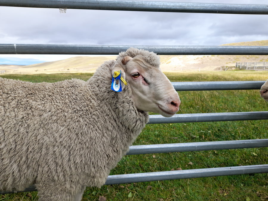 Lote Carnero TOP, 21-1441