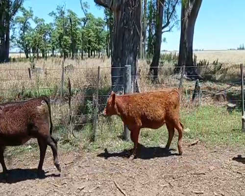 Lote 45 Terneros/as Angus Negros y Colorados de 170 Kg, en Gahan, PBA.-