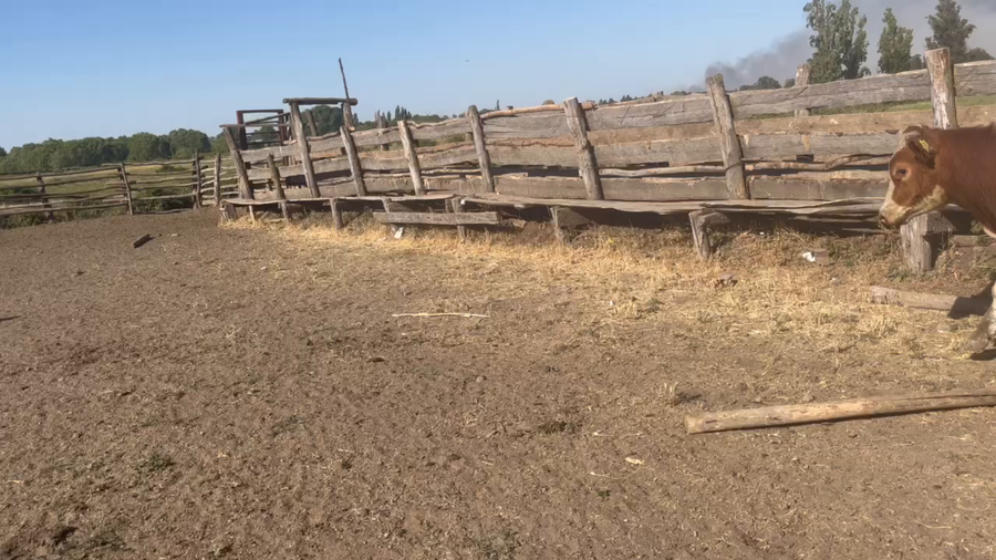 Lote 50 Ternero en Chillán, XVI Región Ñuble