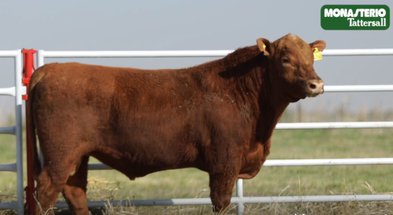 Lote TOROS GENERALES, CONTROLADOS Y REGISTRADOS