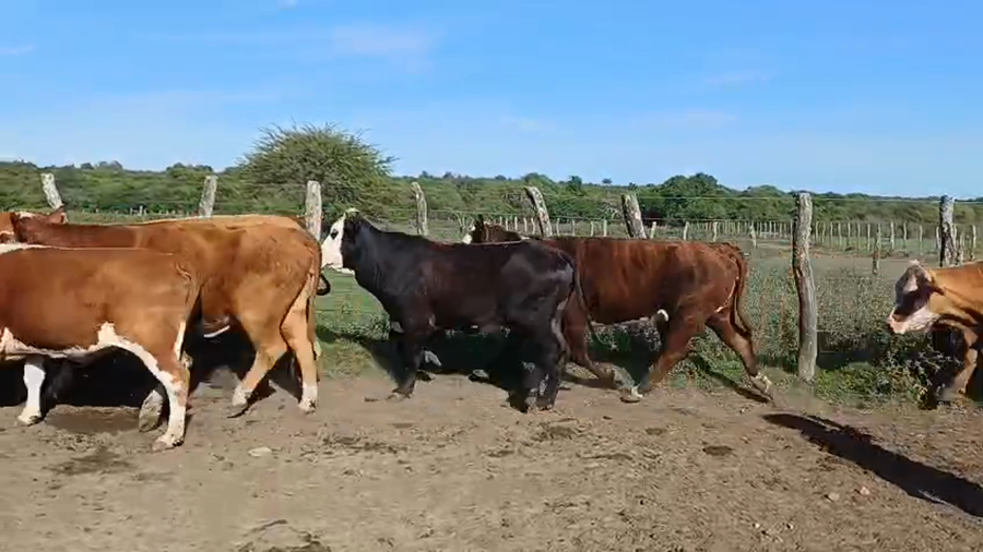 Lote 31 Vacas de invernar en Corrientes, Mercedes