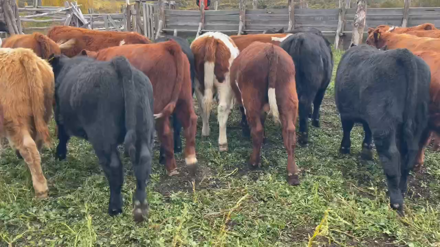 Lote 30 Ternero en Coyhaique, XI Región Aysén