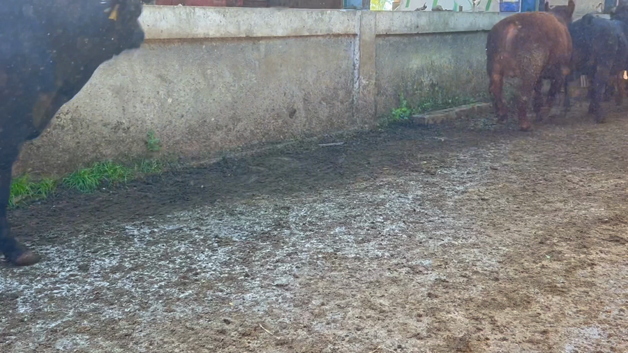 Lote 20 Torete en Futrono, XIV Región Los Ríos