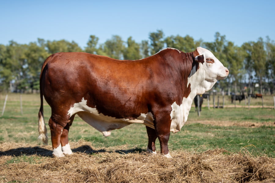 Lote Reproductores Altohondo - Lote 35 -  Gran Campeón Nacional Braford 2021