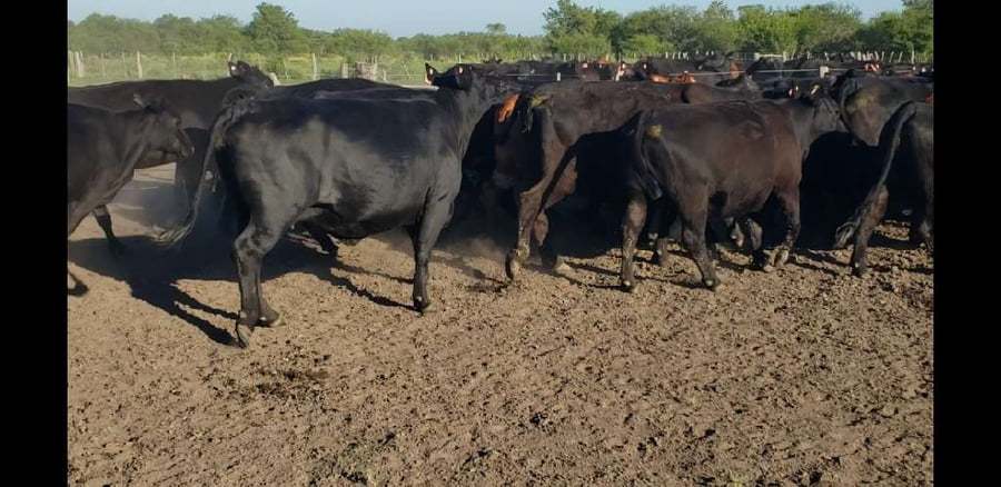 Lote 30 Vacas  en Entre Ríos, Villaguay
