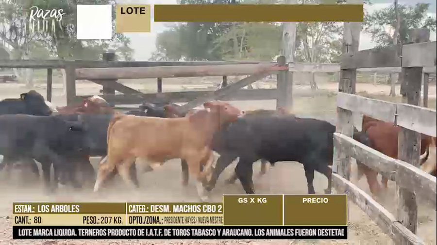 Lote LOTE 25 - 80 DESMAMANTES MACHOS CBO 2