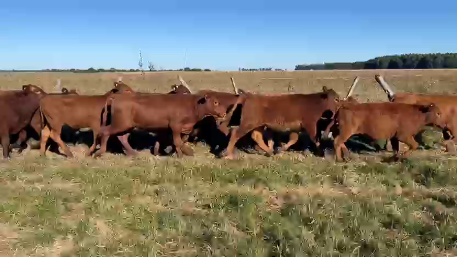 Lote 115 Terneros