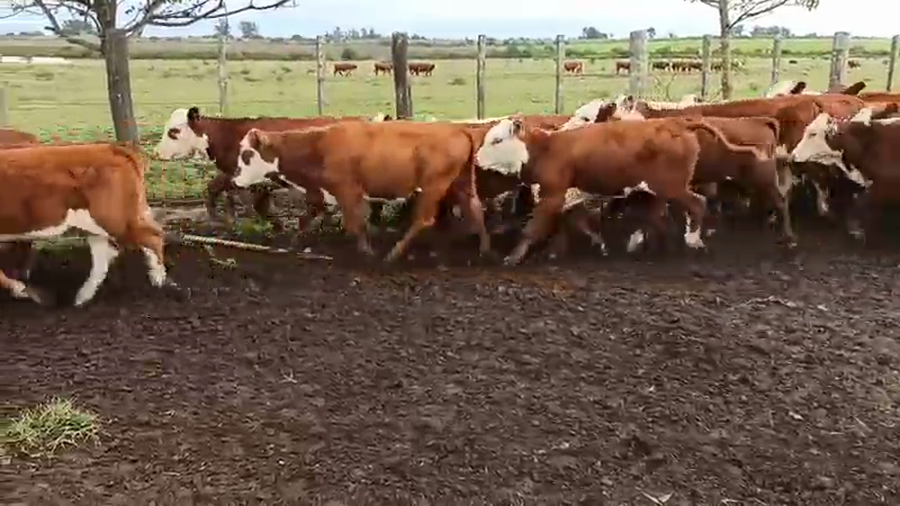 Lote 70 Terneros/as en Entre Ríos, San Salvador