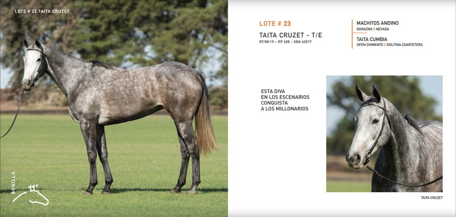 Lote TAITA CRUZET - T/E (MACHITOS ANDINO - TAITA CUMBIA)