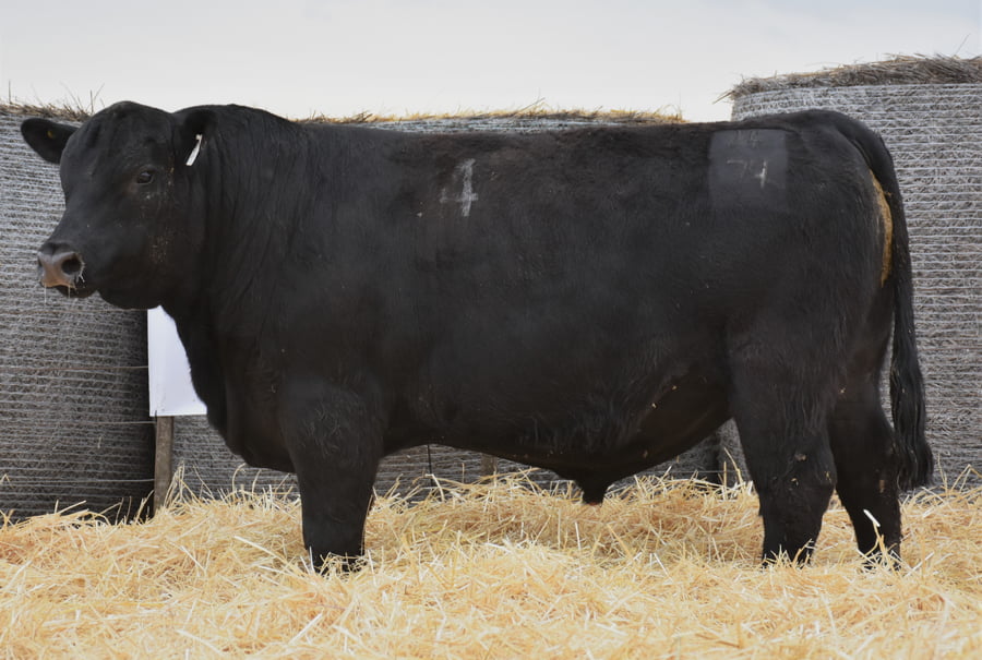 Lote TOROS PC
