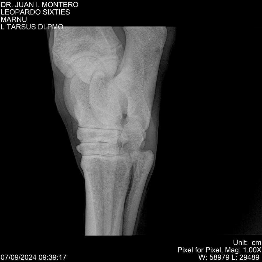 Lote LEOPARDO SIXTIES