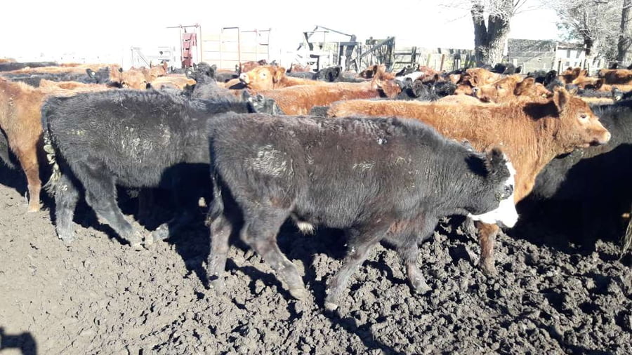 Lote 65 Terneros en Gral. Lamadrid, Buenos Aires