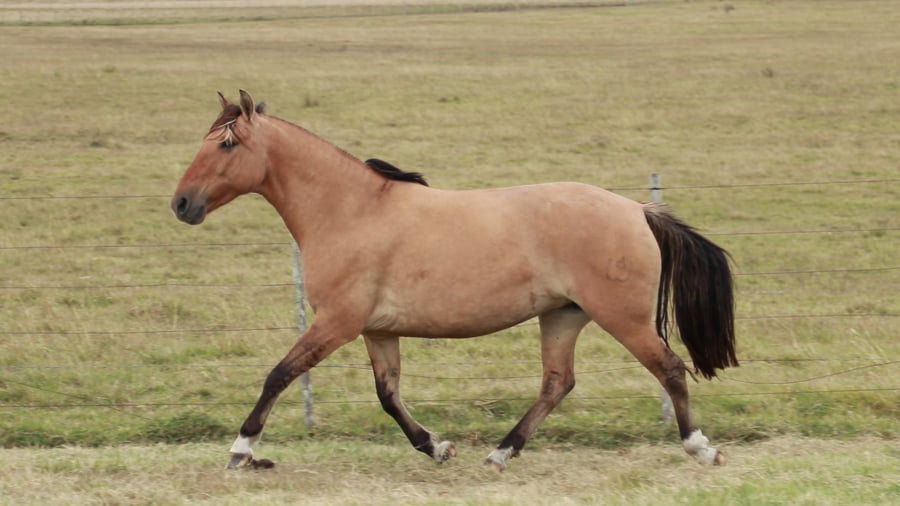 Lote REDOMONA Lavandera 29