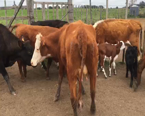 Lote 16 Ovejas piezas de cría a remate en Feria por pantalla 330kg - , San José