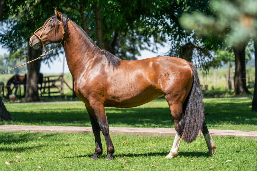 Lote YANCAMIL PREFERIDA