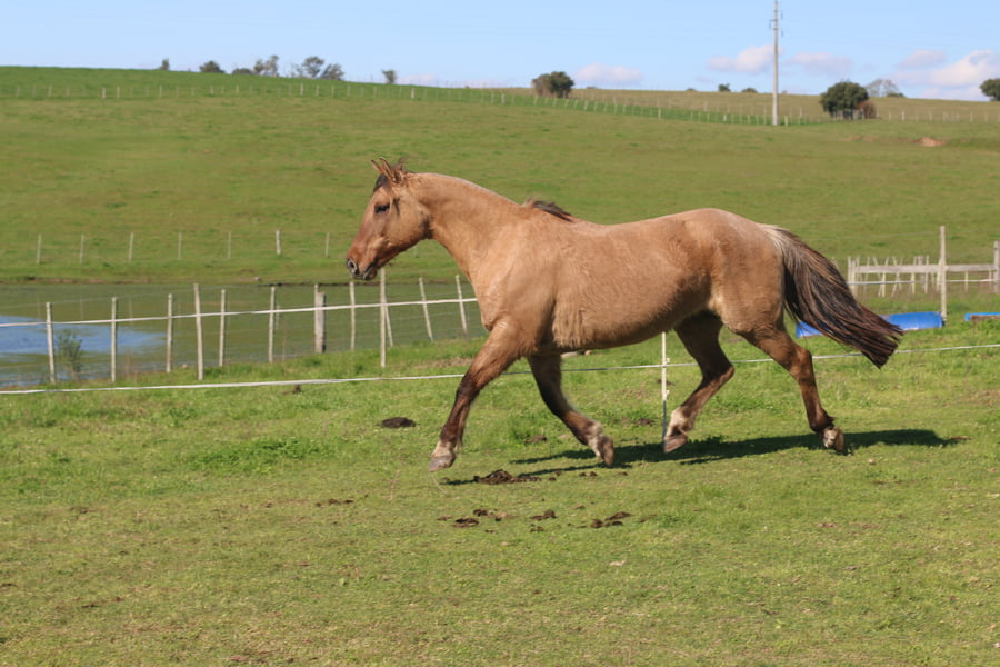 Lote ALMENDRA DEL CONVENTOS