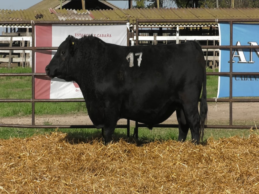 Lote TOROS ANGUS NEGROS PC