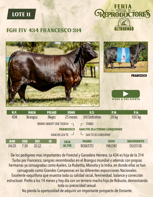 Lote LOTE 11