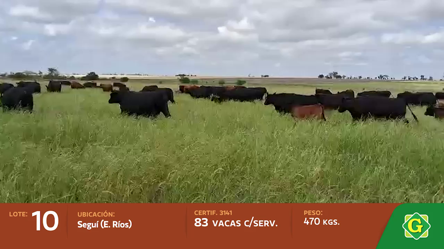 Lote Vacas con servicio en Segui