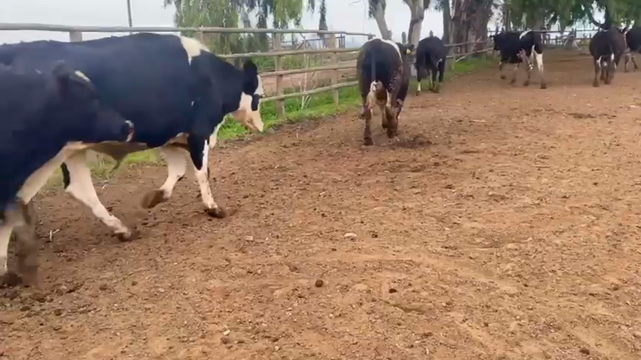 Lote 40 Novillo Gordo en Melipilla, Región Metropolitana