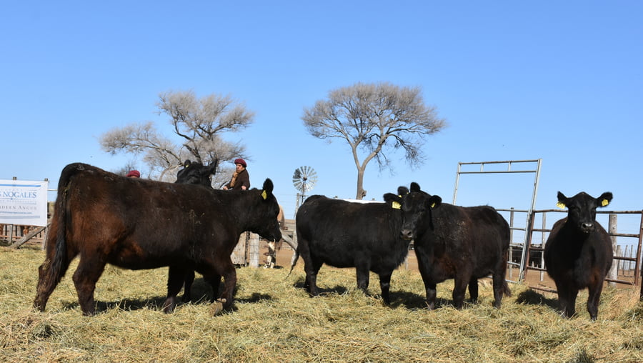 Lote VAQUILLONAS PC CON GARANTÍA DE PREÑEZ (Corral 4)
